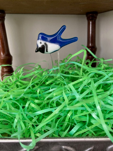 Plant Picks - Blue Jay