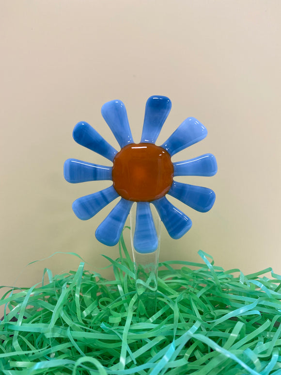 Plant Picks - Blue Daisy with orange centre