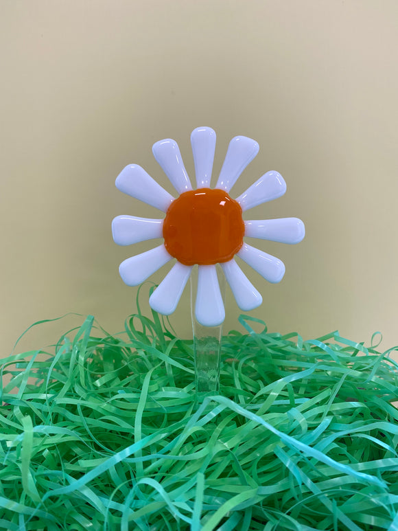 Plant Picks - White Daisy with orange centre