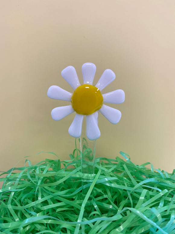 Plant Picks - White Daisy with yellow centre